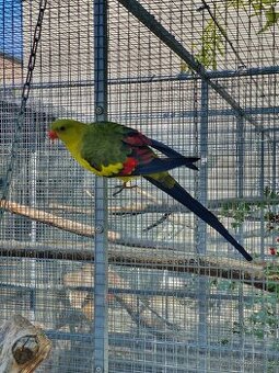 Kakadu ruzovy lutino,horsky/lutino