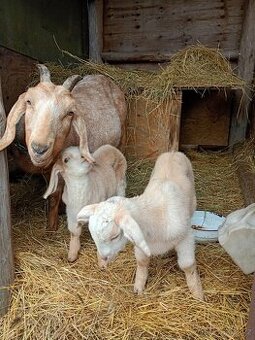 Kozel Anglonubijský - kůzle