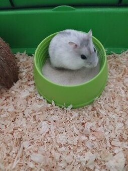 Křeček Džungarský