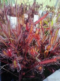 Masožravky, masožravé rostliny, hmyzožravky