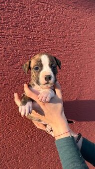 Americký stafordširský terier