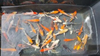 Koi kapr závojový, butterfly, jeseter, jesen