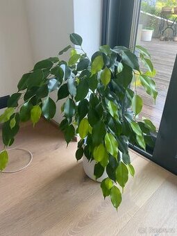 Fikus