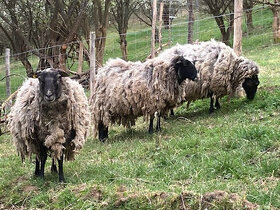 Prodám romanovské ovce