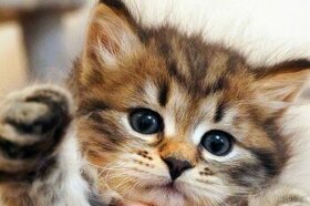 Sibiřská kočka - koťátko, holčička s PP