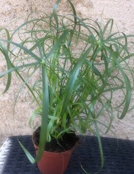 Cyperus alternifolius (šáchor střídavolistý)