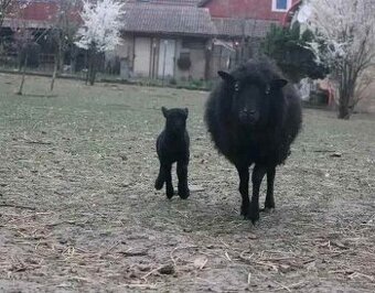 Quessantská jehnička