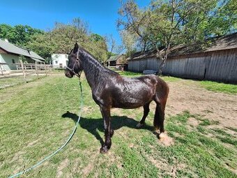Welsh pony D valach 3roky