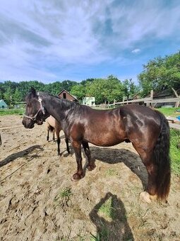 Welsh pony D valach 3roky