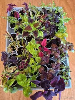 AFRICKÉ OKRASNÉ KOPŘIVY COLEUS - rostlinky - 1