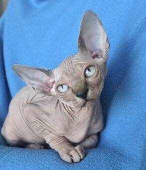 Kanadský sphynx s pp