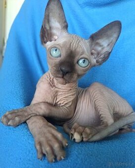 Kanadský sphynx s pp