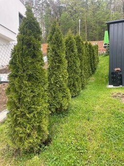Thuje, tuje, smaragd