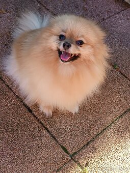 Pomeranian Fenky s PP ihneď k odberu - 1