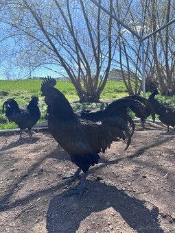 Ayam Cemani