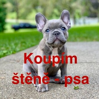 Koupím štěně francouzský buldoček