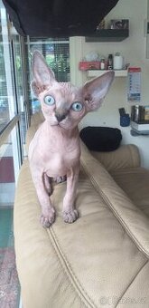 Sphynx holčička