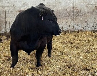 Plemenní býci Aberdeen Angus