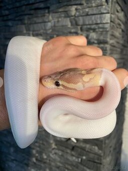 Krajta královská / Python regius - Banana Piebald NZ/24