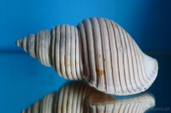 Ancistrolepis vietnamensis - 1