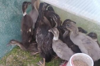 Prodáme kachňata indických běžců