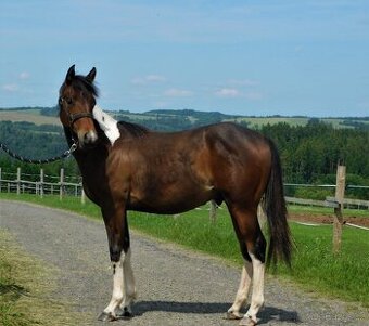 Paint horse hřebeček 2024