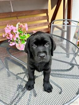 IHNED K ODBĚRU Labradorský Retriever s PP