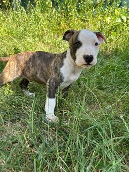 Americký pitbulteriér APBT s pp