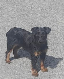 Jagdterrier- daruji