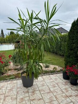 Yucca elephanties - obrovská 250cm