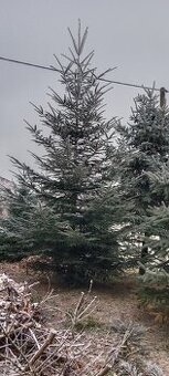 Vánoční stromeček, stromek, strom, jedle