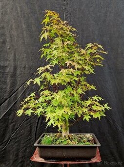 Bonsaj, Bonsai - Acer Palmatum 2