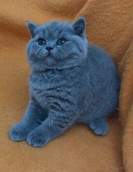 Britská modrá koťata s PP