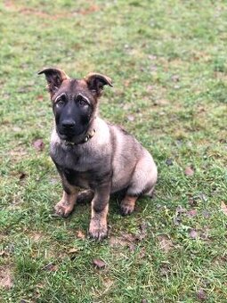 Stene Německého ovcaka s PP