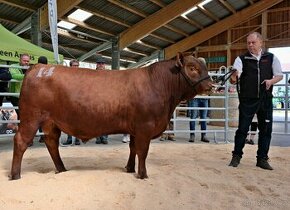 Plemenný býk Aberdeen Angus