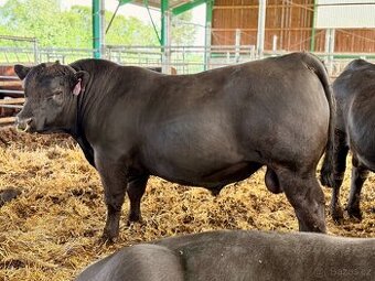 Plemenní býci Aberdeen Angus