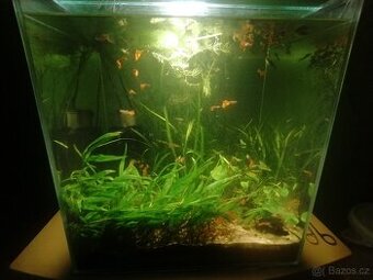 Akvarijní rostliny