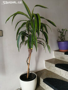 pokojová rostlina dracena