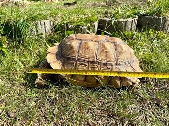 ‼️ Želva ostruhatá (Centrochelys sulcata) ‼️ - 1