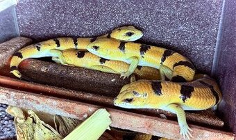 Scincopus fasciatus