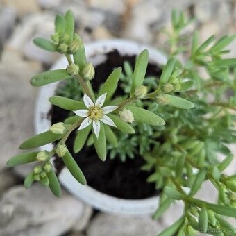 Sedum hispanicum - 1