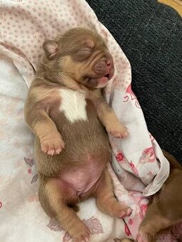 American bully pocket (mini)