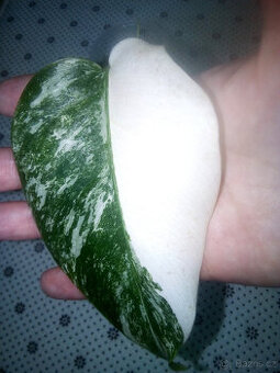 Monstera Albo variegata