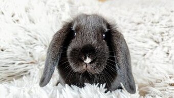Zakrslý beránek, králíček, králík - PEGGY