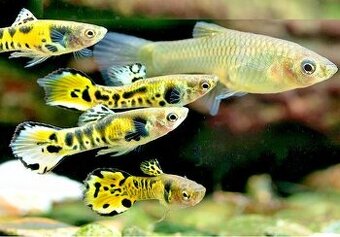 endlera tiger , Živorodka Wingeova Yellow tiger