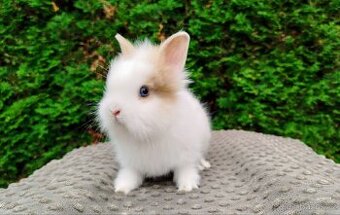 Zakrslý králík, králíček -(lvíček)-TEO