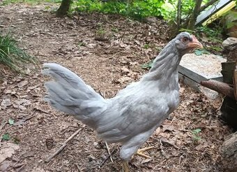 Araukana Lavender