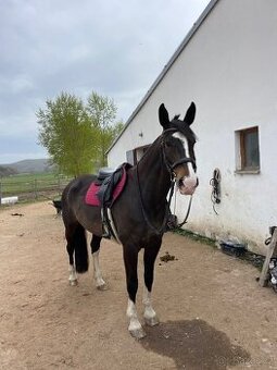 Prodám nebo pronajmu 13letou klisnu - 1