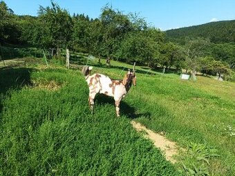 Prodám letošního Anglonubijského kozla