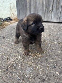 Leonberger x kavkazský pastevecký pes